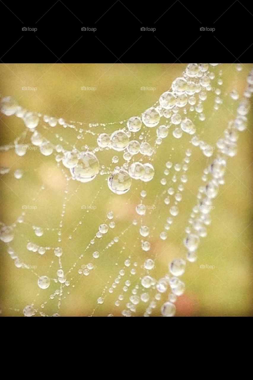 Dew drops