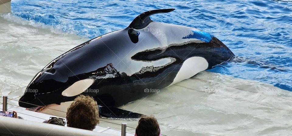 seaworld orca