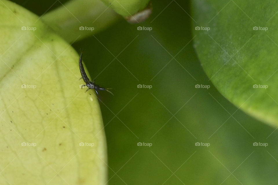 Insect on leaf