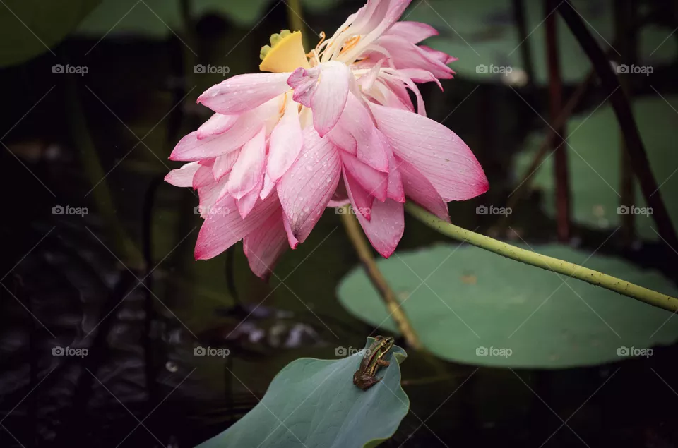 荷花与青蛙