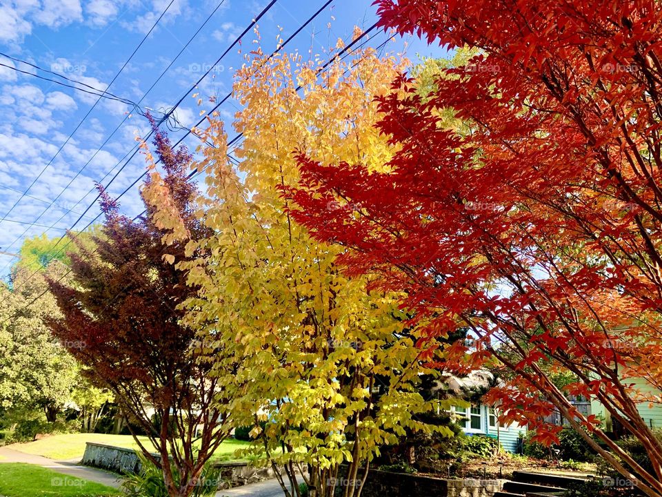 Color of love in autumn 