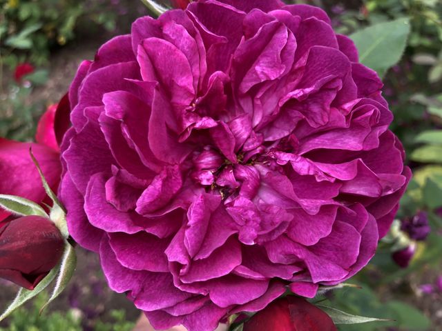 Pink camellia