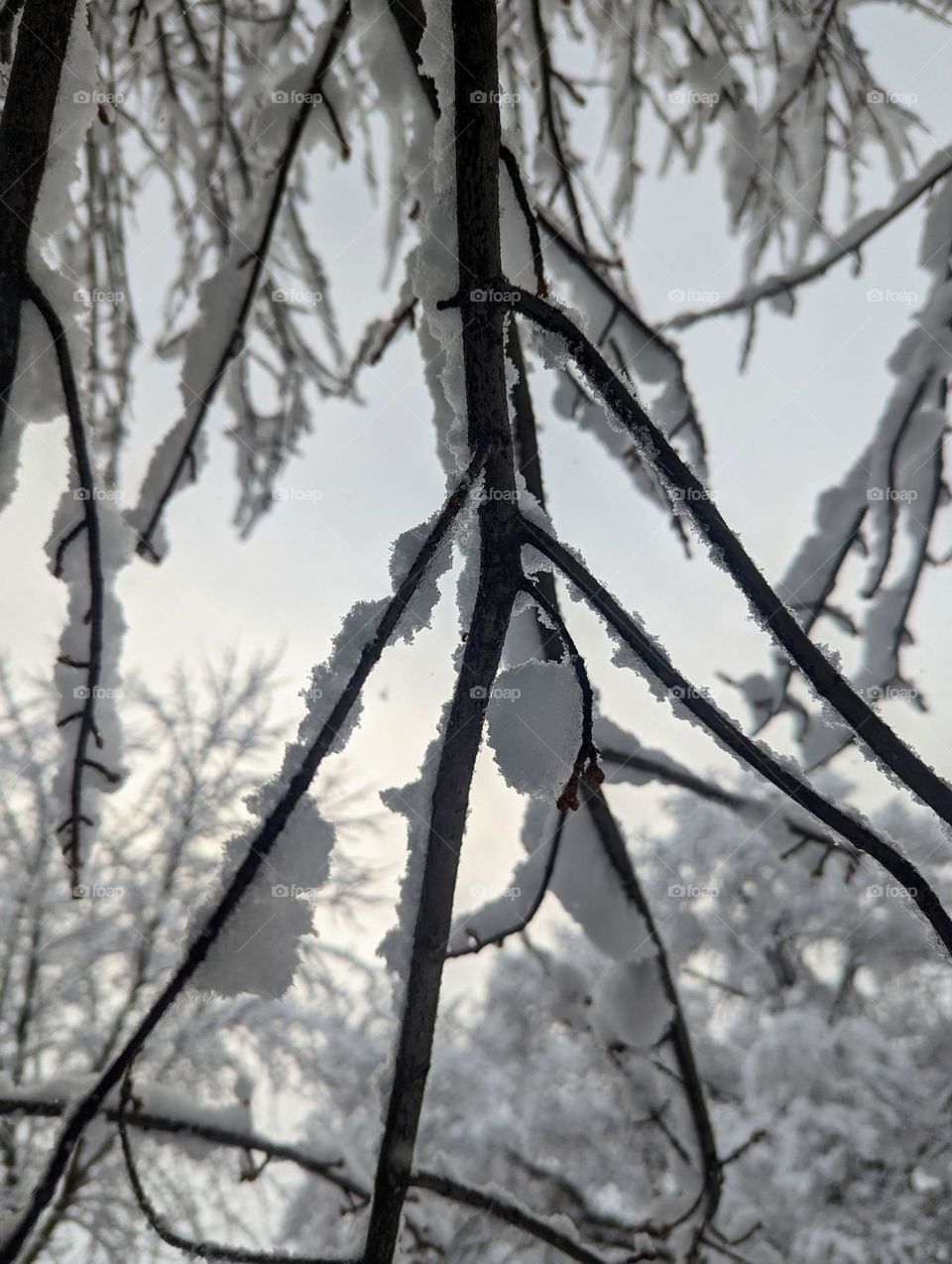 Snowy tree branch