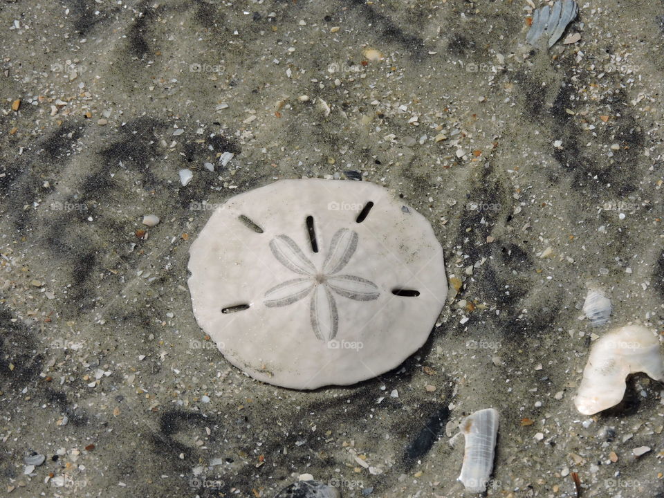 Sand dollar on beach