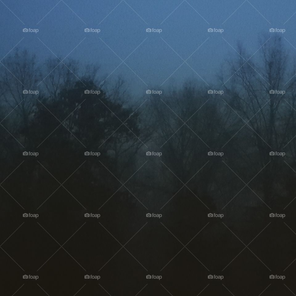 foggy forest at dusk