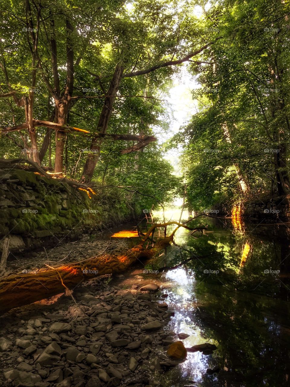 Dead tree in a low stream. A dead tree stuck in a low stream right before a watershed. 