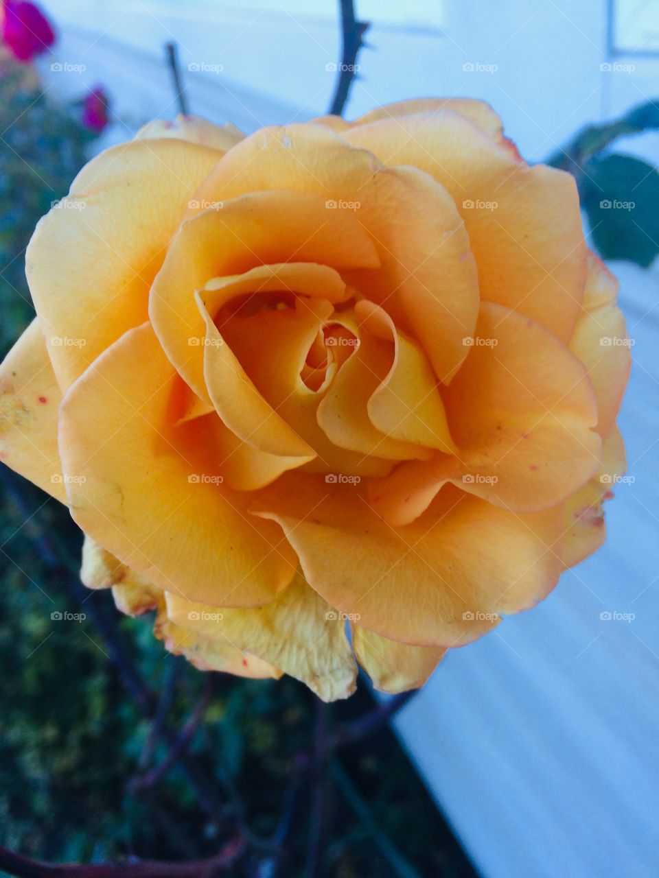 Orange rose in the garden! It stands out