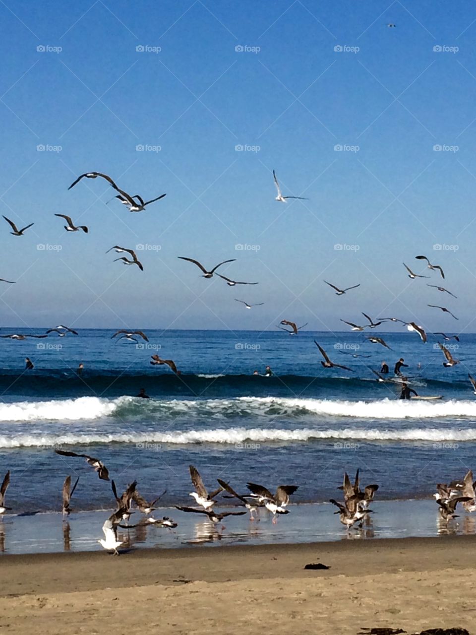 Birds and Surfers take over the beach. Birds and surfers take over the beach