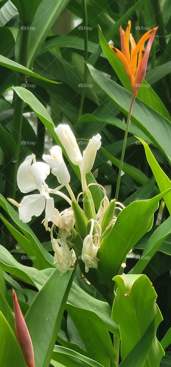 Torch flower.Garland flower.Ginger Lily