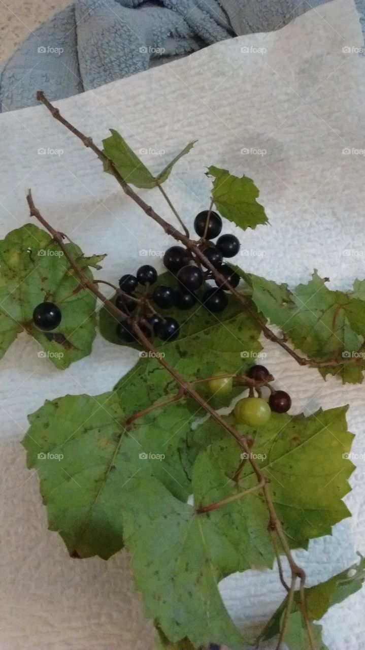 wild grapes on vine. grapes on vines with leaves