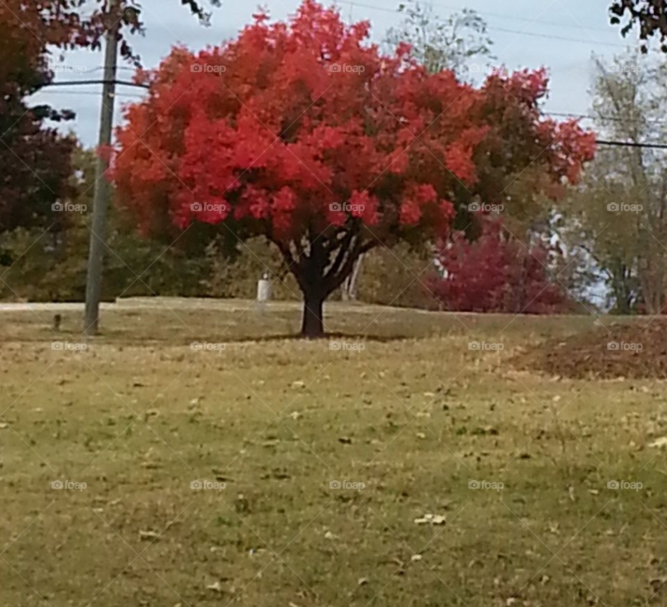 Bright red rose colored tree on the lawn. 