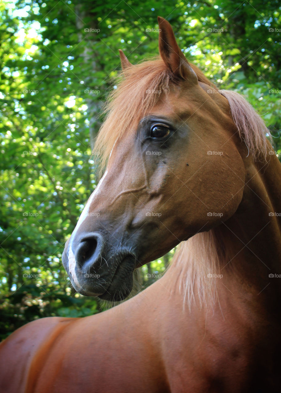 nature horses tree trees by ren410