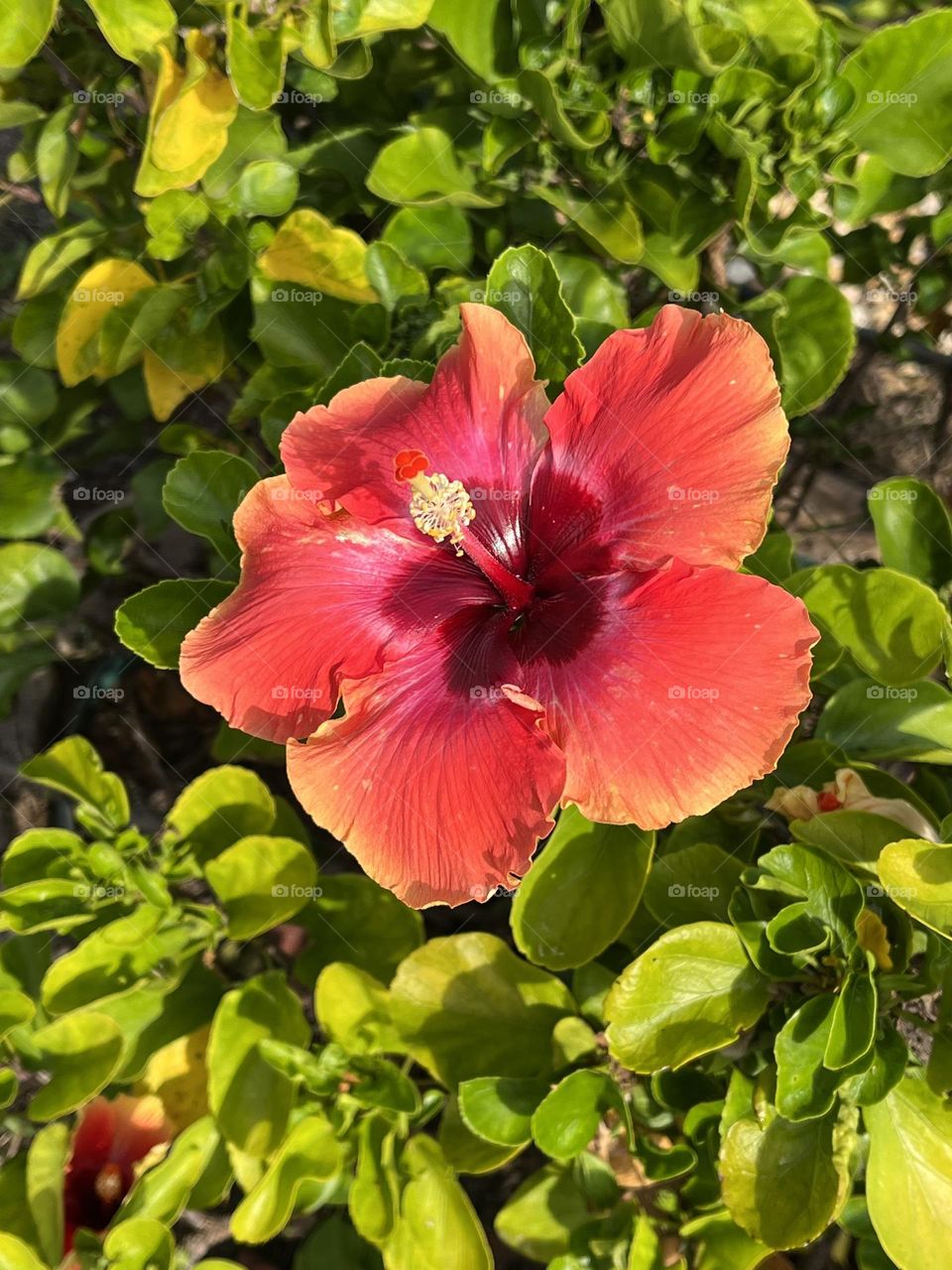 Hibiscus