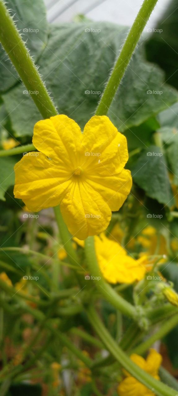 naturelove, yellow flower, green, beautiful, colorful