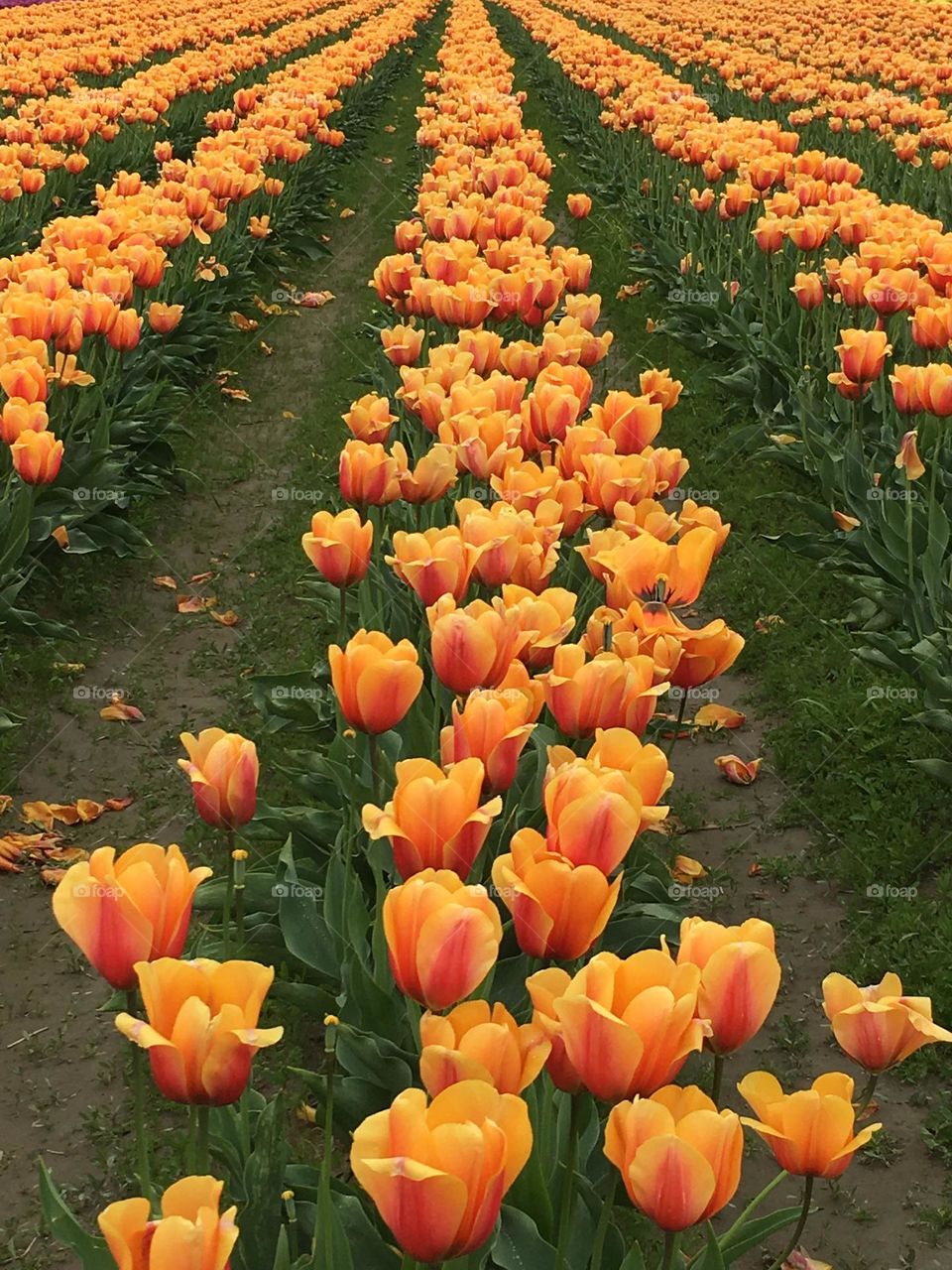 Rows of tulips