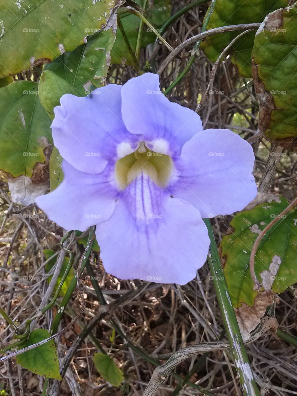 purple flower on a vine. purple flower on a vine