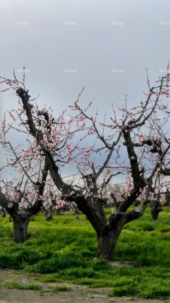 orchards in spring