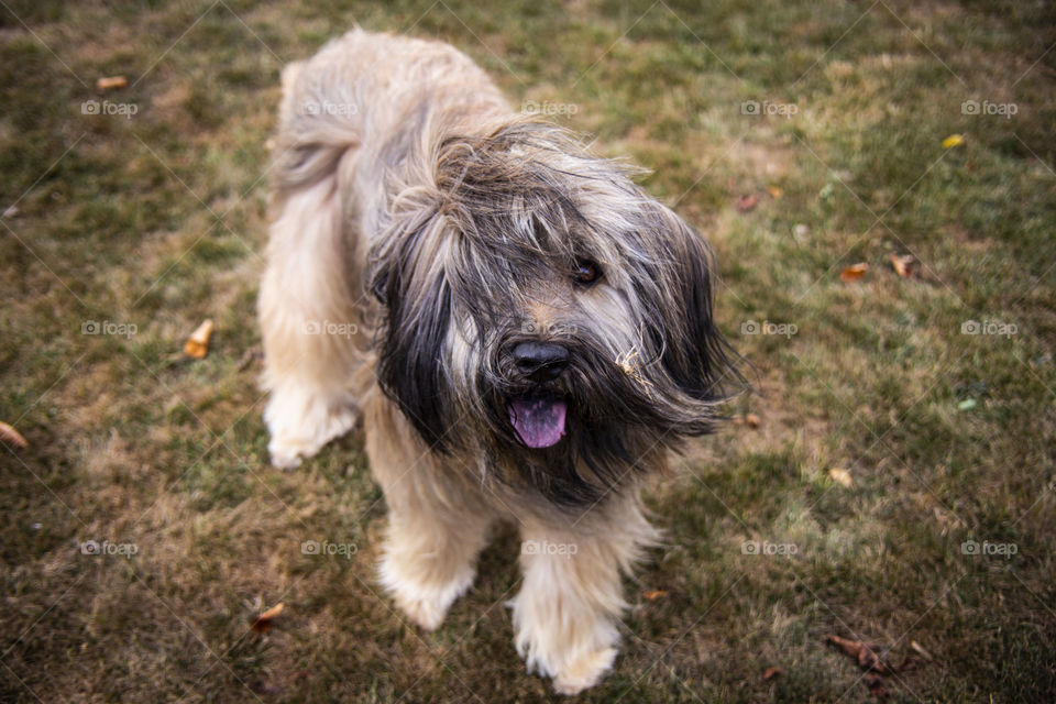 Berger Catalan Dog