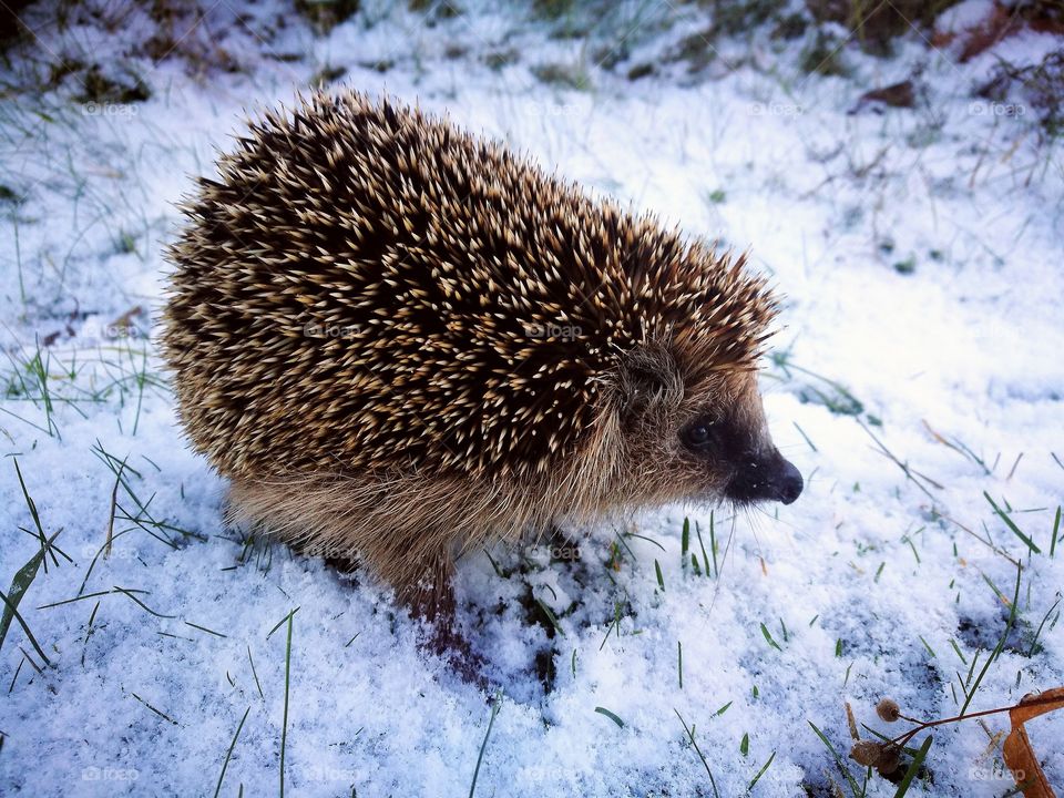 Snow hedgehog