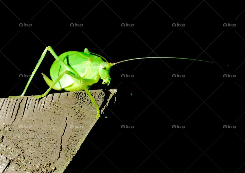 Vibrant green leafy looking night crawler sitting on her perch enjoying the cool night air while in search of her next meal