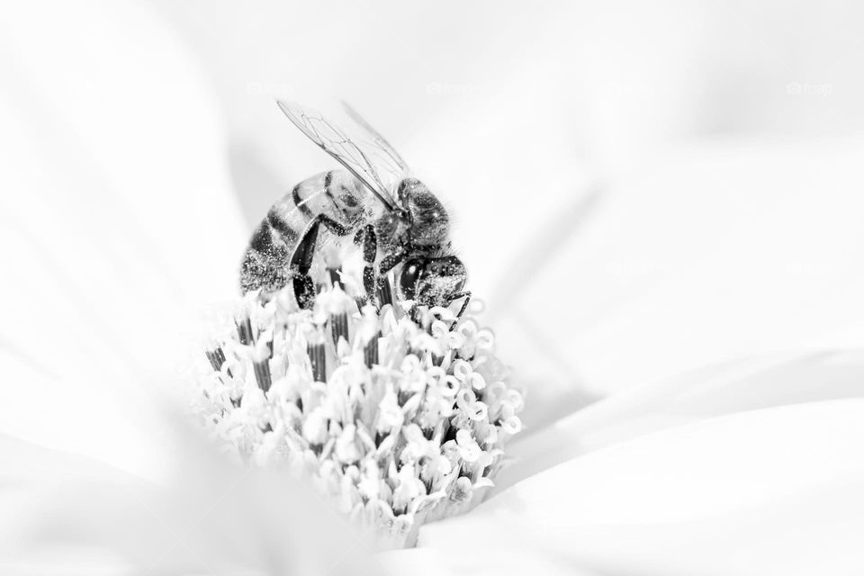 Closeup of one little bee pollinating a flower, b&w 