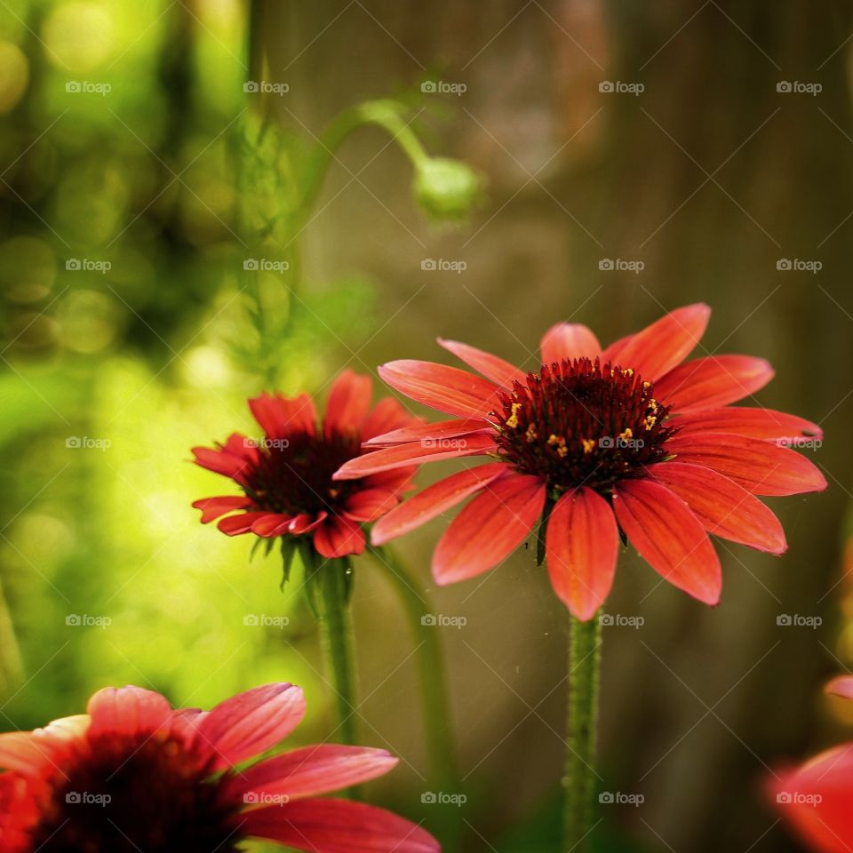 Bright red flowers bask in the warm summer evening sun, asking to be picked for a majestic centerpiece.