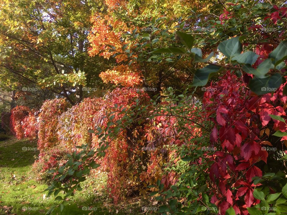 My neighbour’s front yard