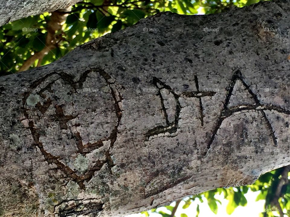 Carved Heart & Initials in Tree