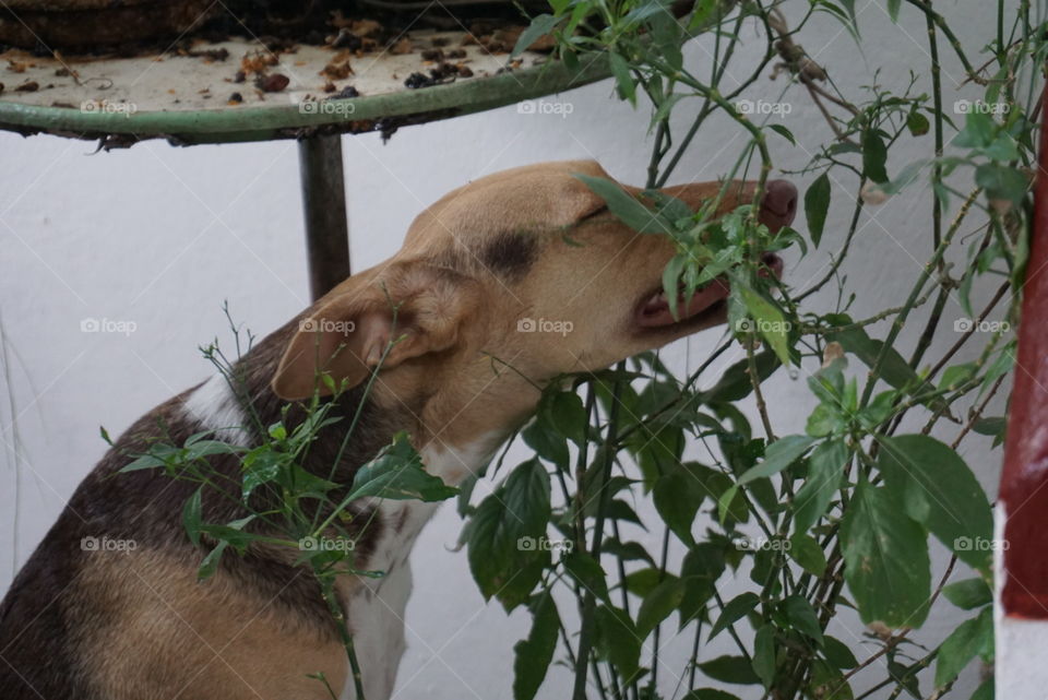 Dog eating bush