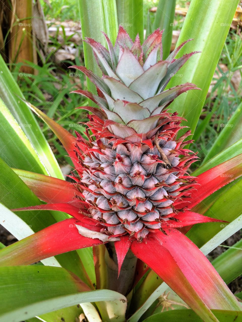 Colorful of pineapple plant and fruit in tropical farm
