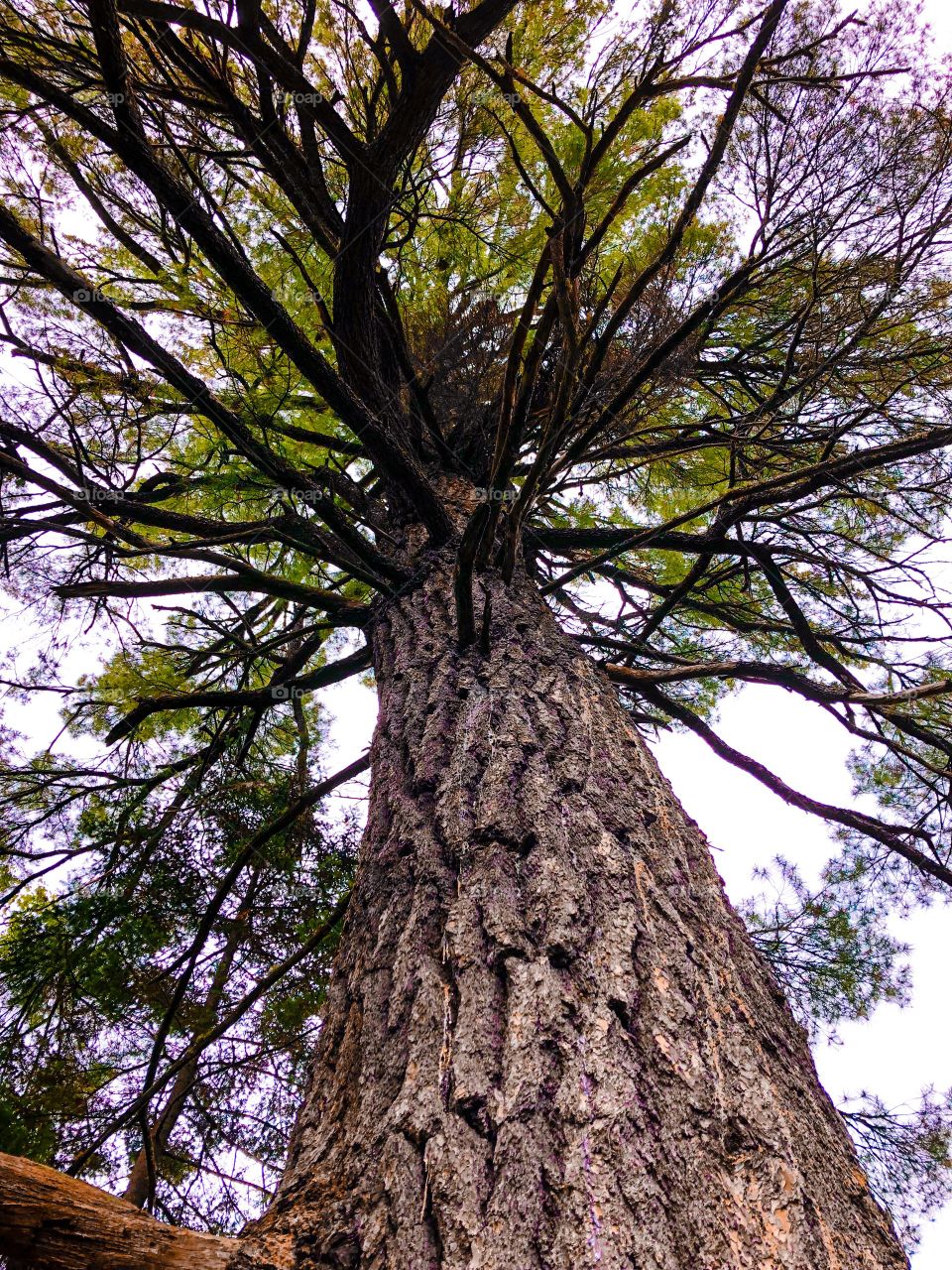 Spirit tree