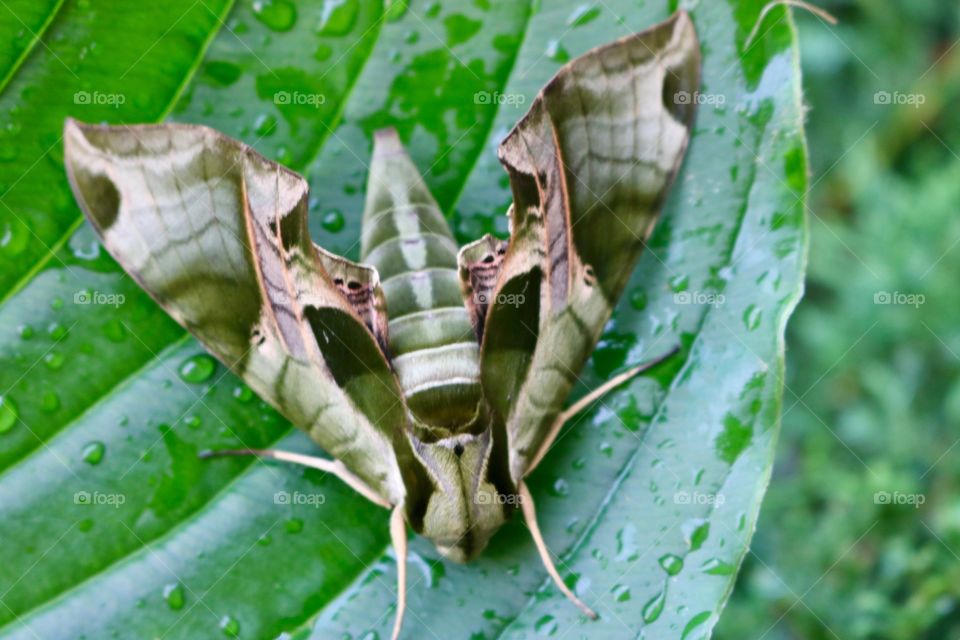 Large Moth