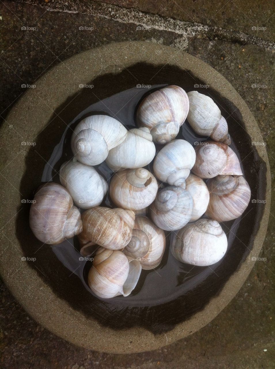 Snailhouses