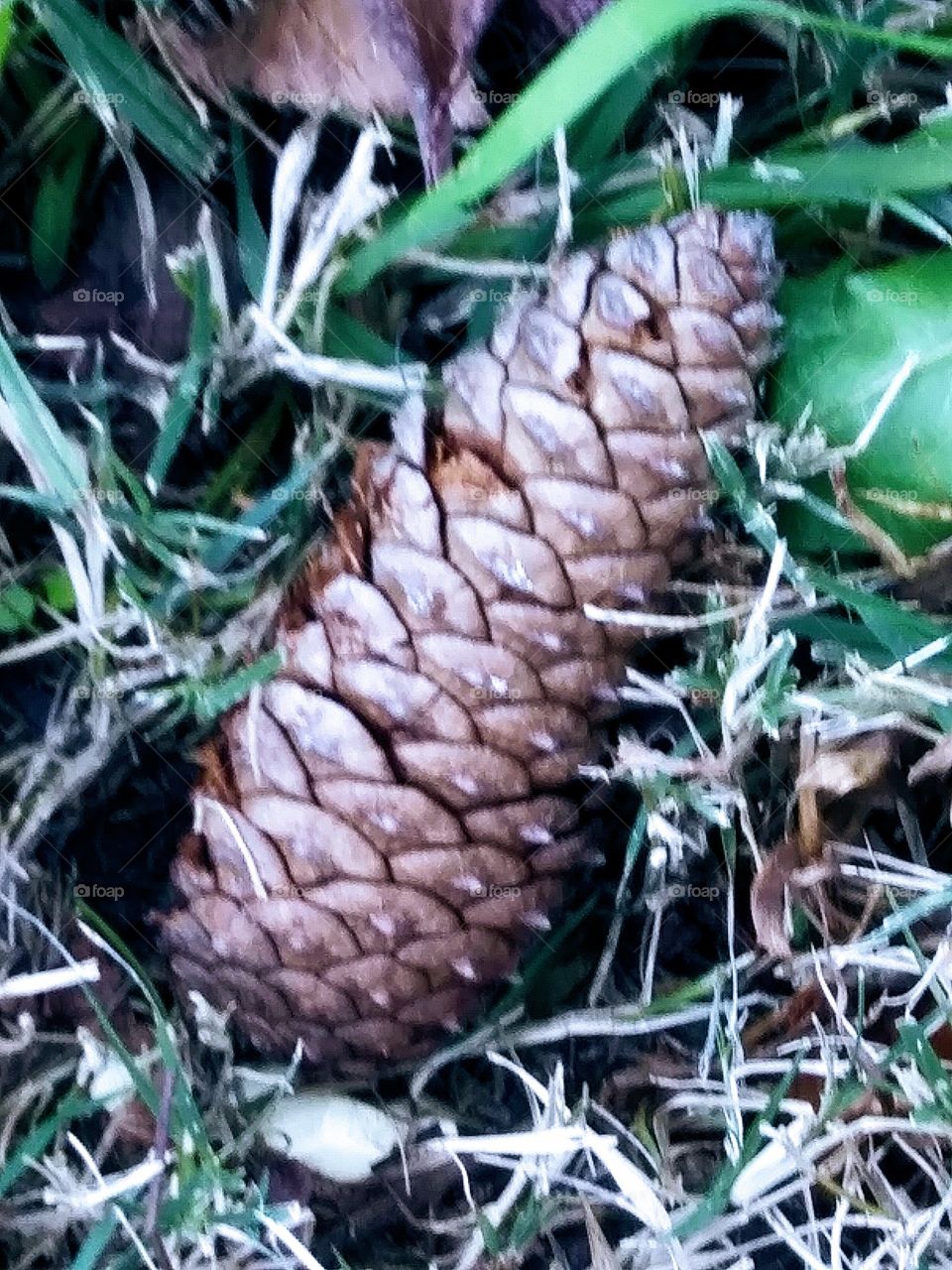 closed pinecone