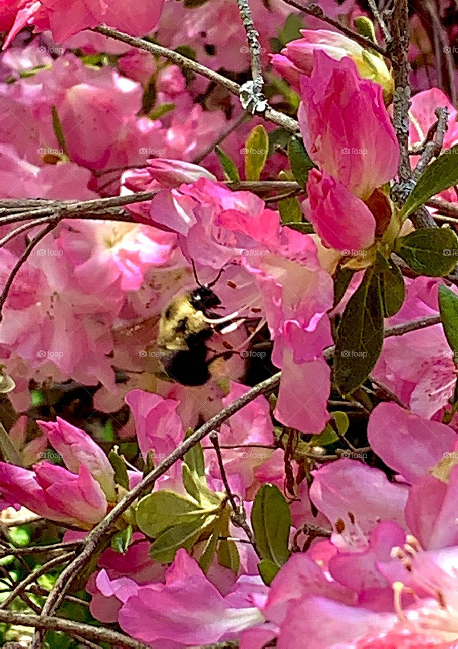 A honeybee in one of our pink flowers