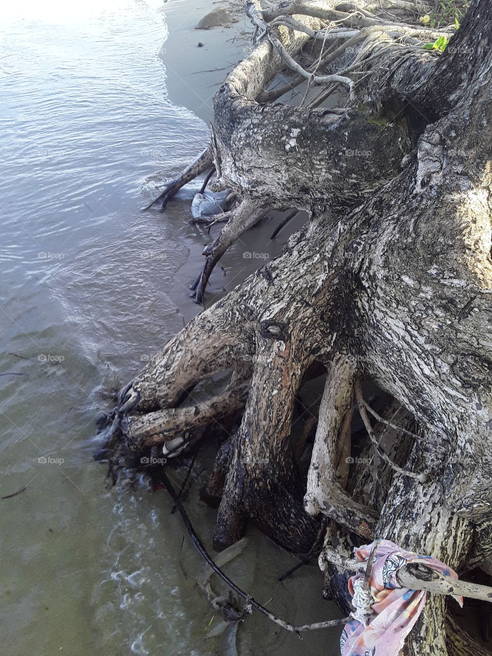 Exposed tree root is a sign of vontinuod sea erosion