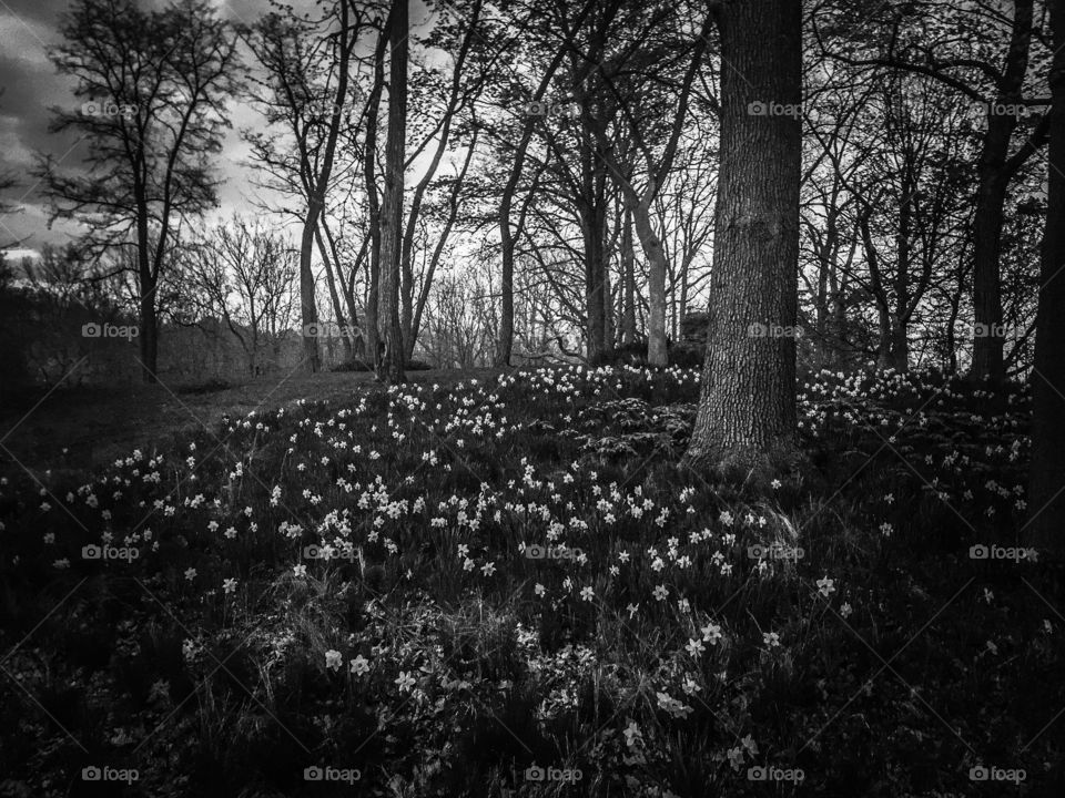 Field of flowers . A small field in the forest