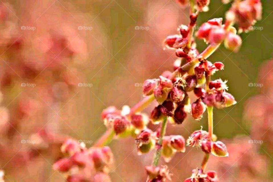 most beautiful and attractive flowers in the garden.