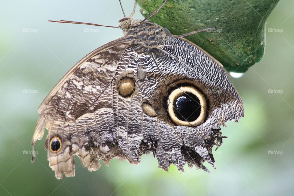 Close-up of owl butterfly