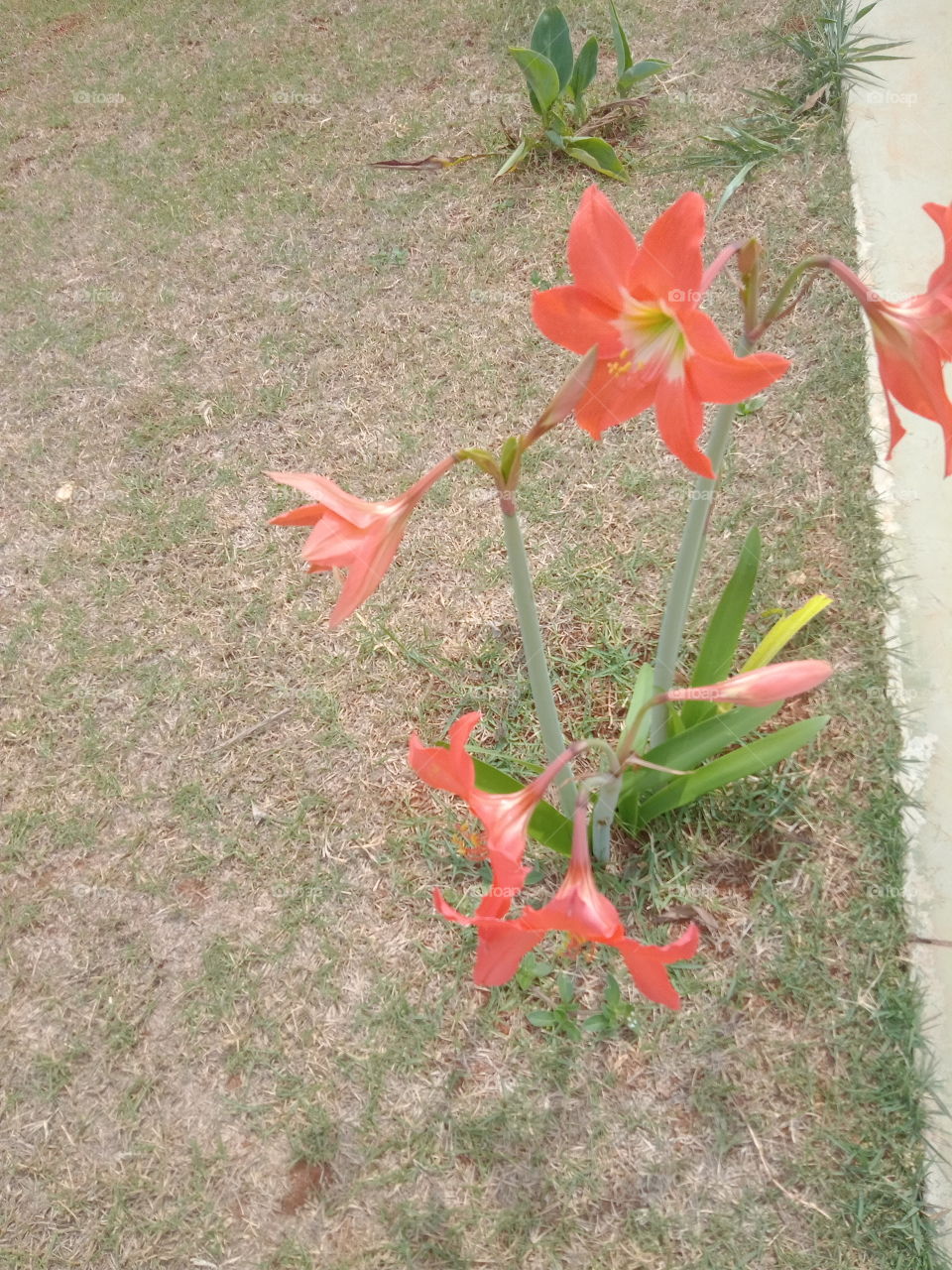 O Encanto das flores!