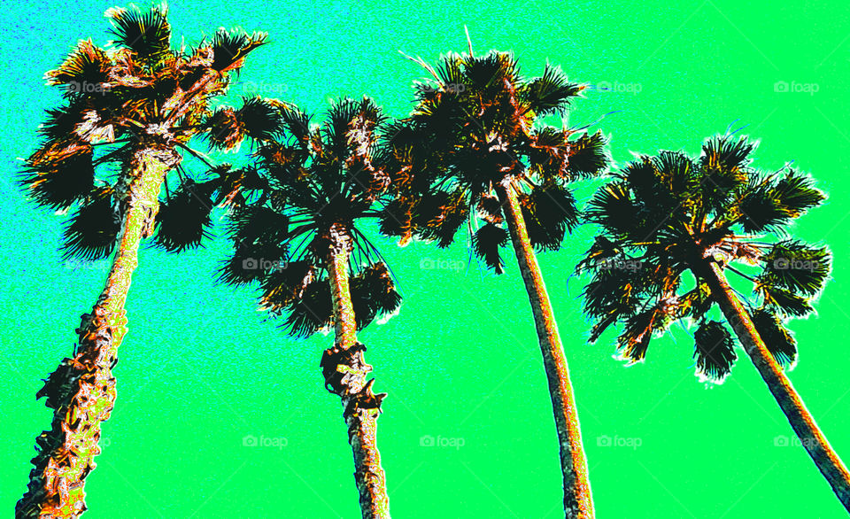 Palm Paradise Collection