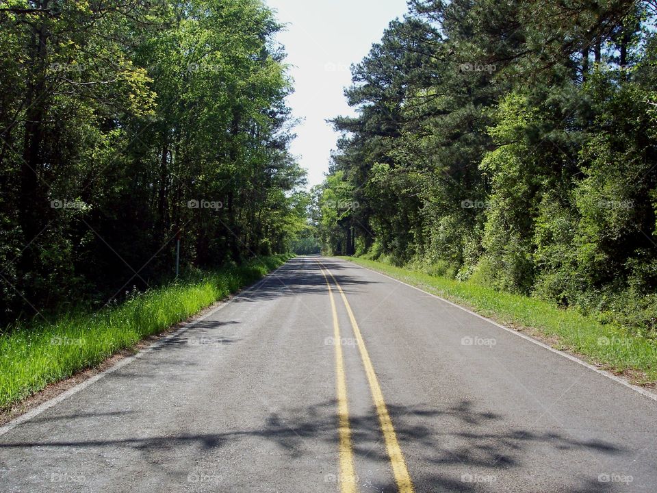 Road Lined With Green Trees