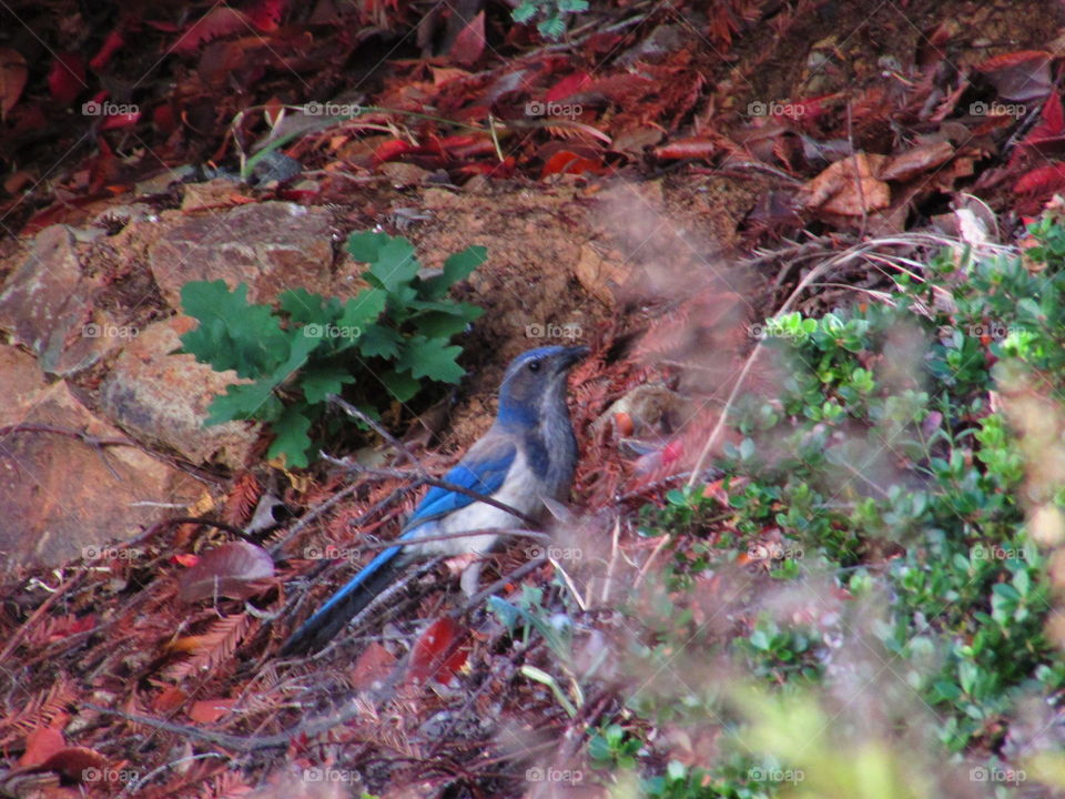 blue jay