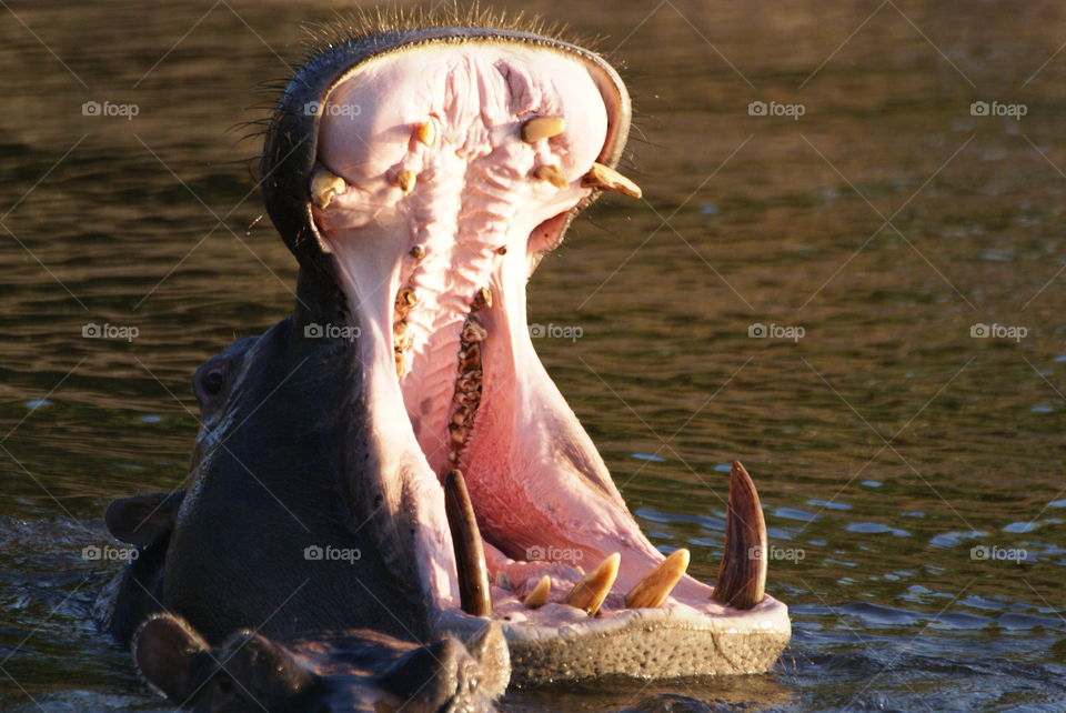 Hippopotamus with mouth wide open