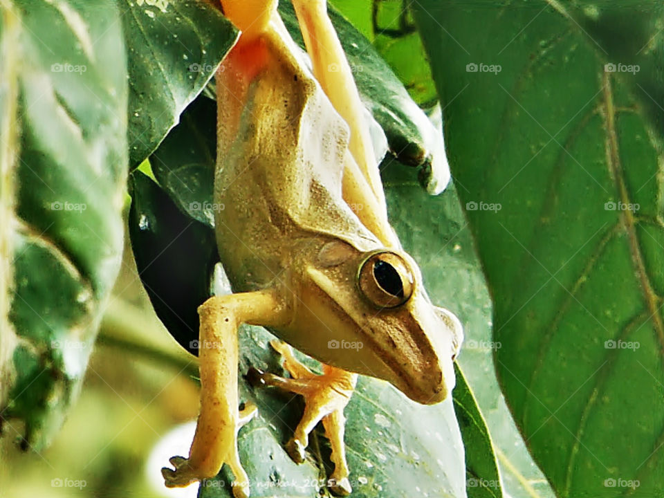 yellow frog. yellow frog on tree