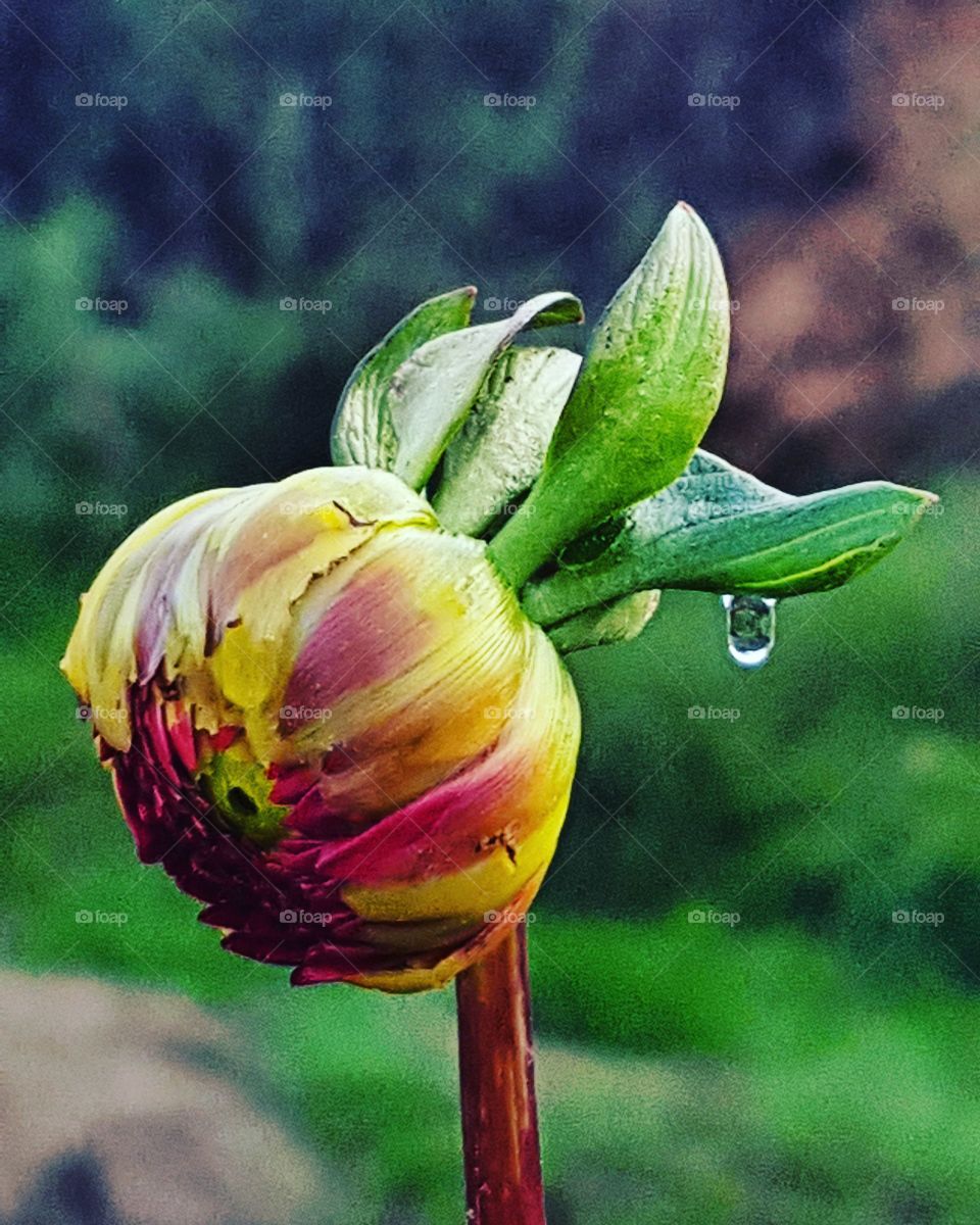 Blüte mit Wassertropfen