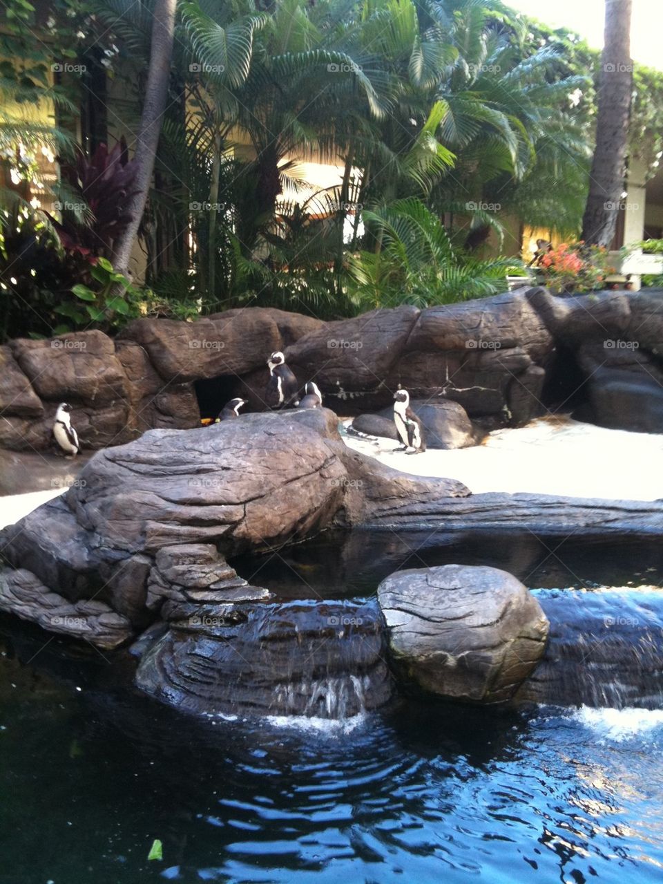 Penguins in paradise