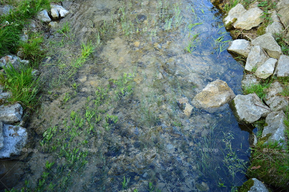 Grass growing on stream