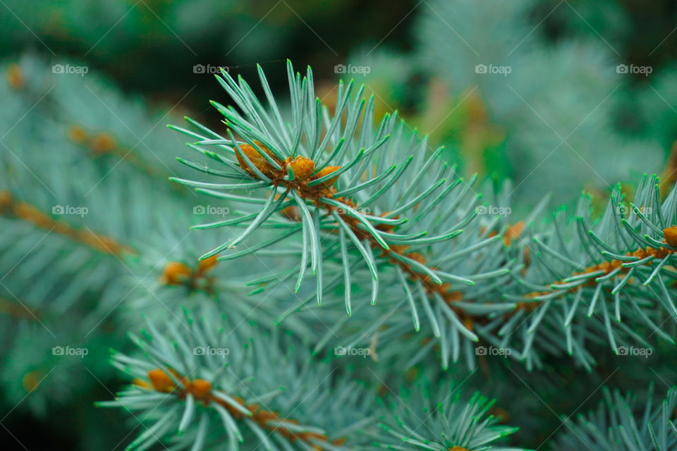 Branch of a blue spruce with prickly needles