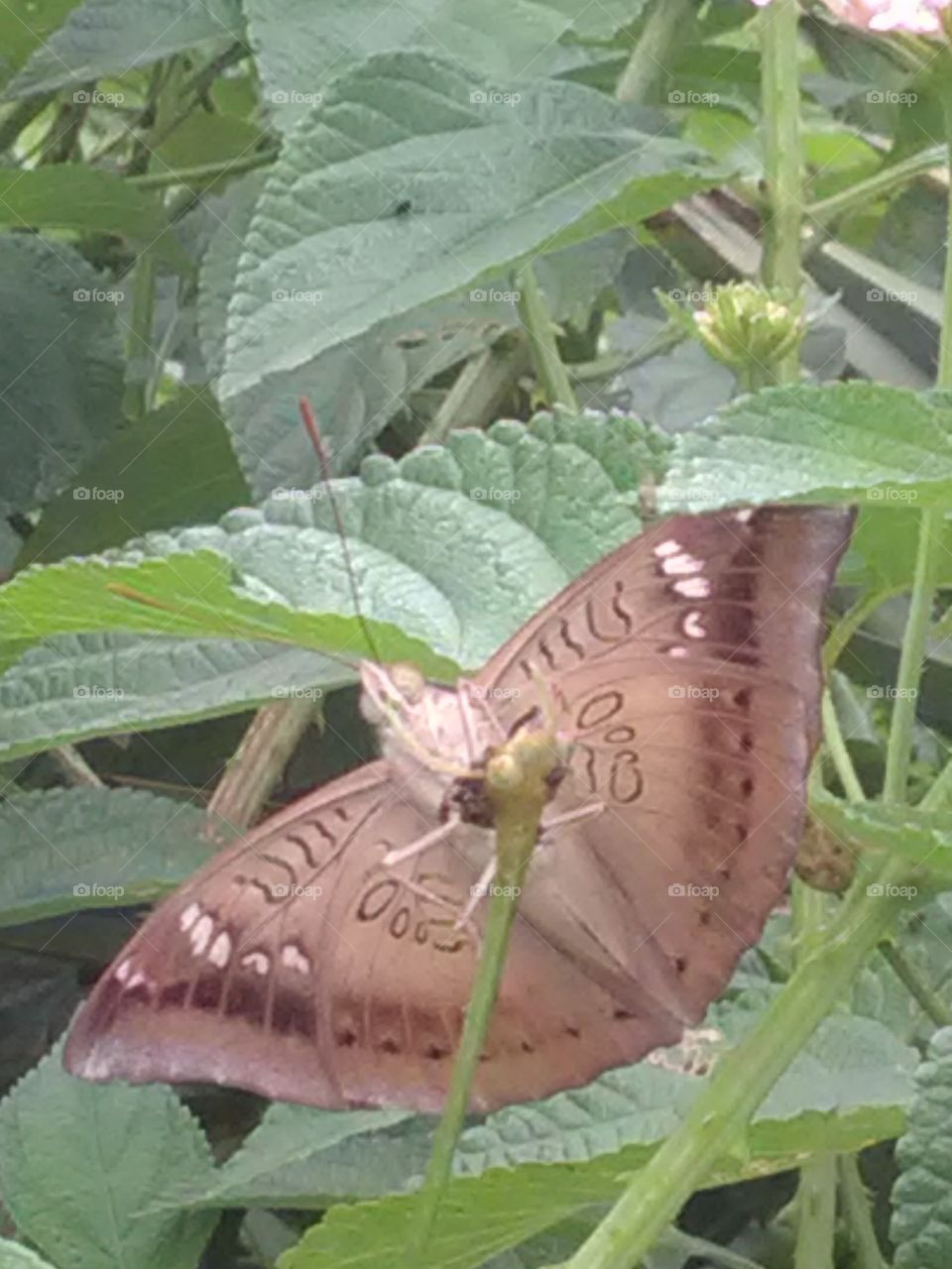The beautiful Degeneres butterfly drinking flower jues.